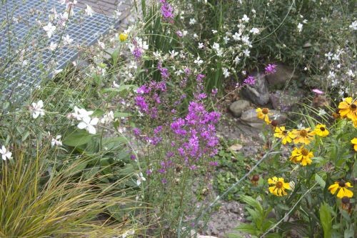 Wadi met beplanting Beplanting voor wadi